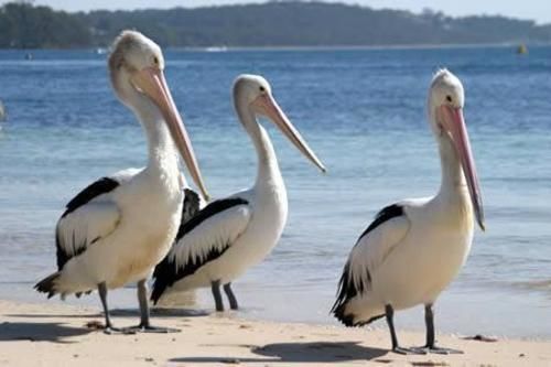 Pelican Sands Скамандр Екстер'єр фото