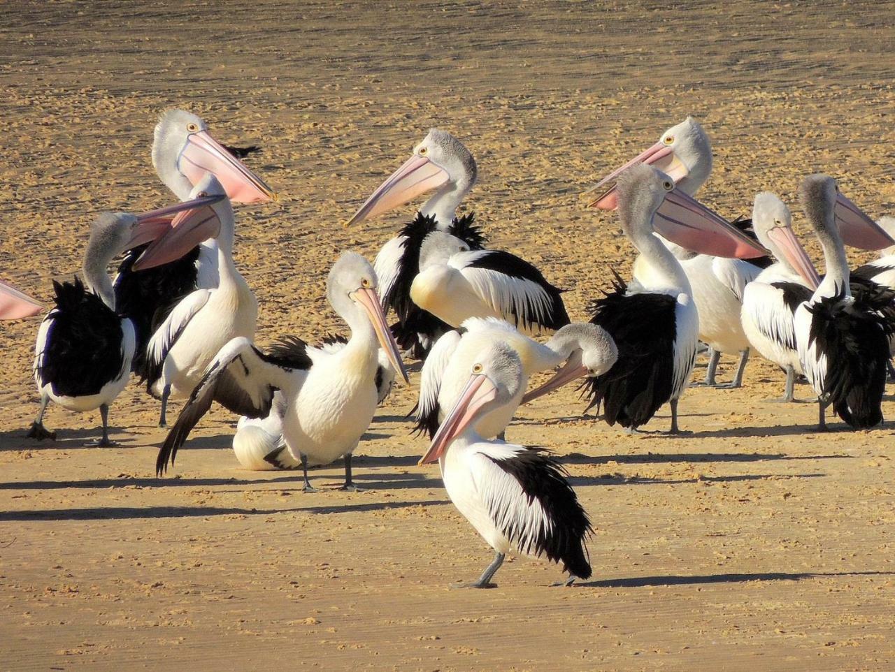 Pelican Sands Скамандр Екстер'єр фото